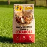 Segarcea Furaj Gaini Ouatoare