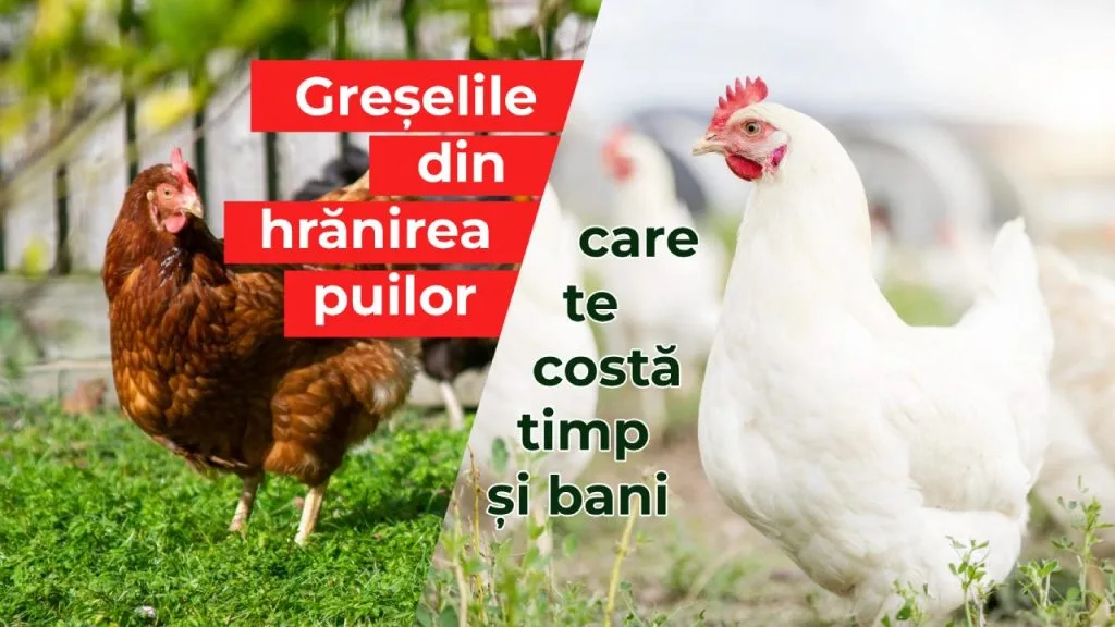 Alimentația puilor de găină la curte, puii de carne și găinile ouătoare
