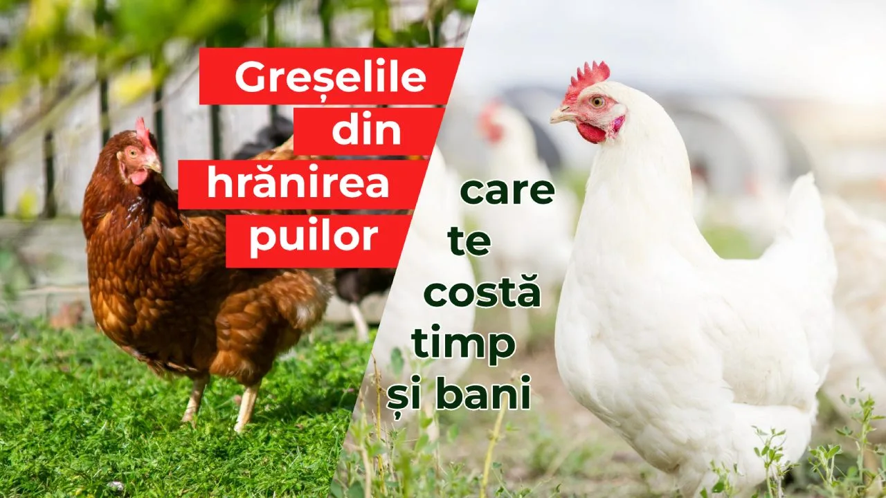 Alimentația puilor de găină la curte, puii de carne și găinile ouătoare