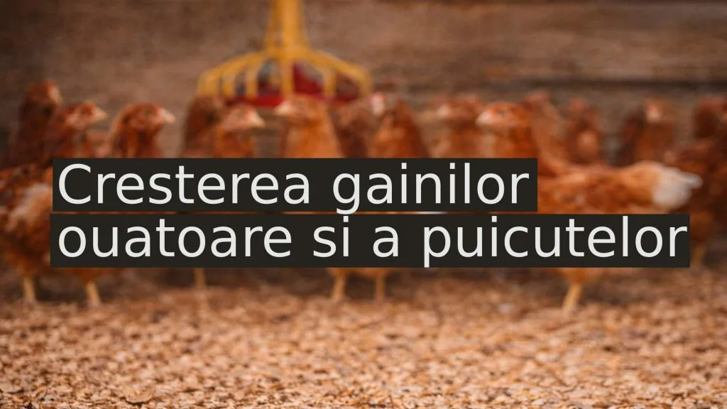 furaje gaini ouatoare ubm