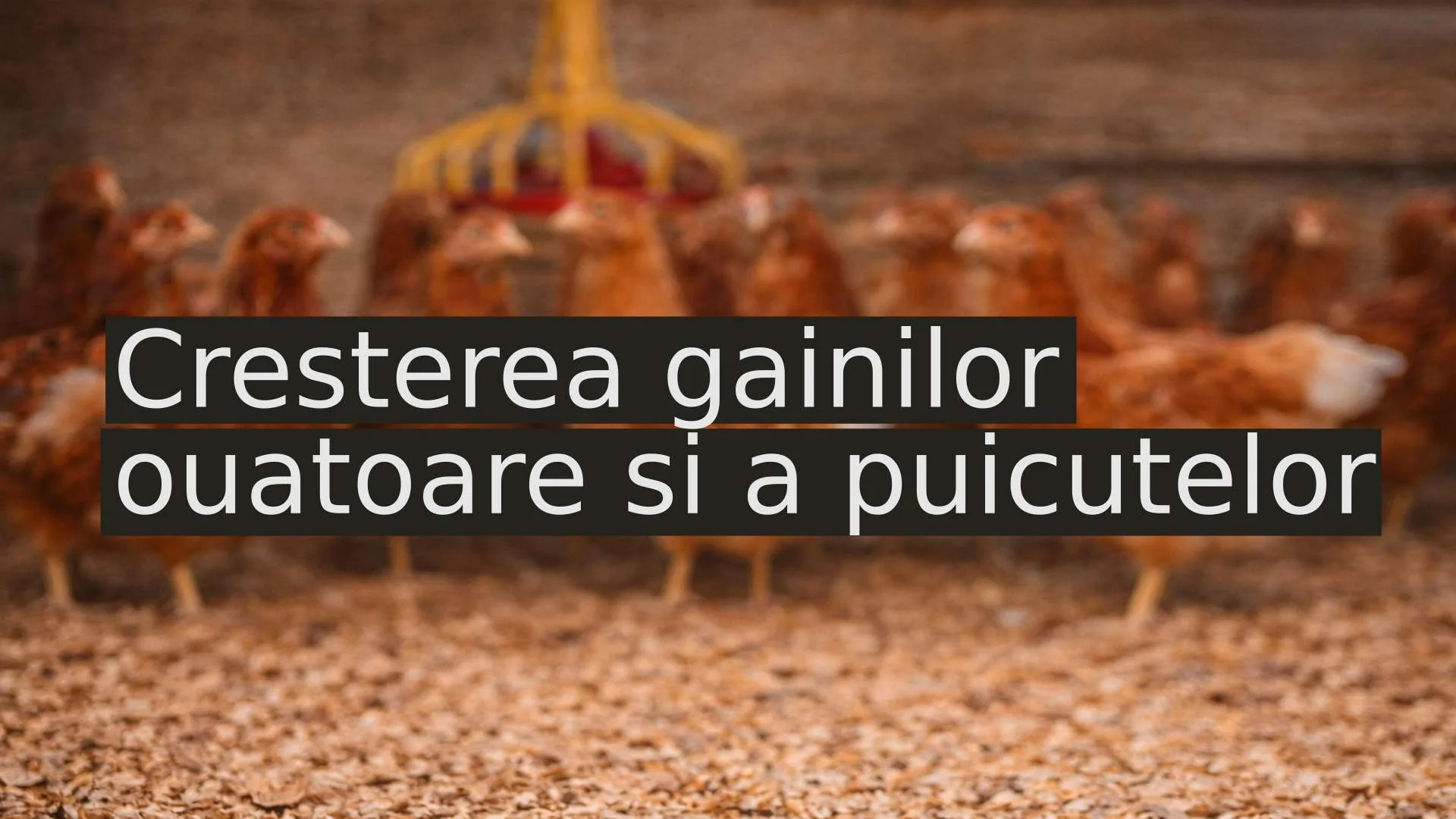 furaje gaini ouatoare ubm