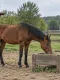 Trei cai de agrement într-un padoc, unul mâncând fân dintr-o hrănitoare