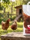 Concentrat pentru găini ouătoare Protena, sac de 5 kg, într-o gospodărie cu găini