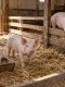Purcei și porci la îngrășat în țarcuri alăturate, într-un adăpost cu paie, alături de mălai și tărâțe.